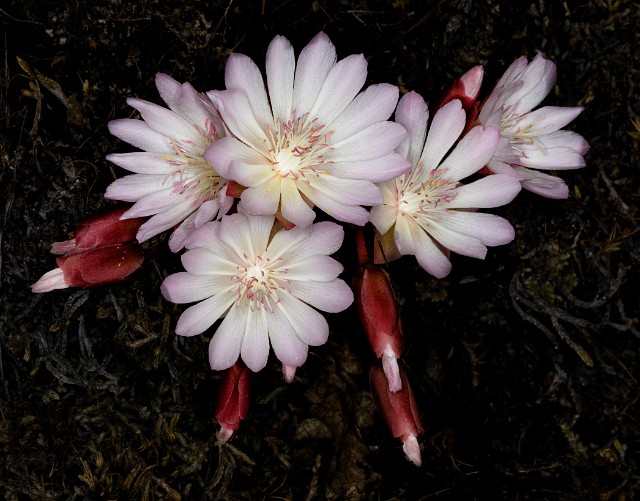 Lewisia rediviva - Bitterroot19-2596.jpg